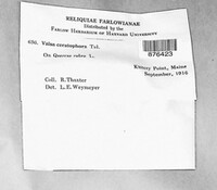 Valsa ceratophora image